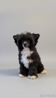 Čínsky chocholatý pes s PP -labutienka (osrstena varieta) - 2