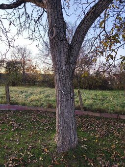 Predám orechové drevo priemer 50cm dĺžka kmeňa 2 metre - 2