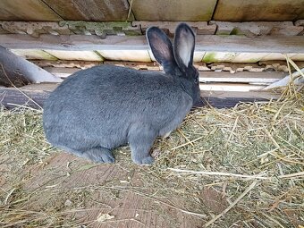 Predám králika - 2