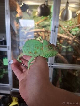 Chameleón jemensky - 2