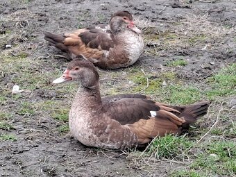 Pižmové kačice - 2