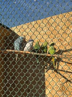 Alexandre malé , Papagáj spevavy - 2