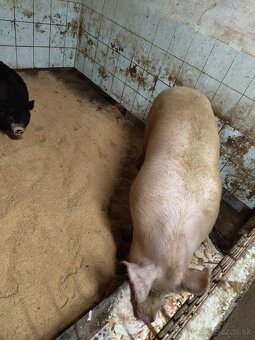 Predám prasa - 2