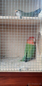 Agapornis - 2