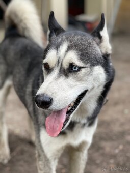 Darujeme 7 ročného Husky - 2