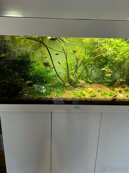 PREDÁM AKVÁRIUM KOMPLET AJ OSADKOV RÝB - 2