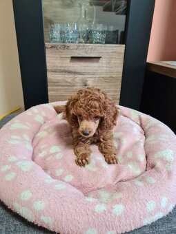 Pudel šťeniatka - 2