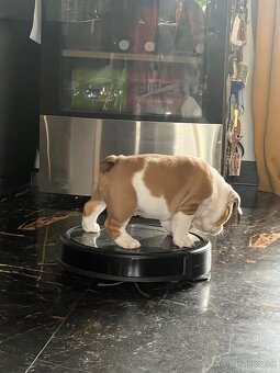 Anglicky Bulldog buldog s pp - 2