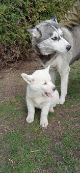 šteniatka Sibírsky Husky - 2