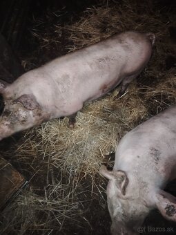 jatocne ošípané - 2