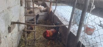 Predám mladých kohútov - 2