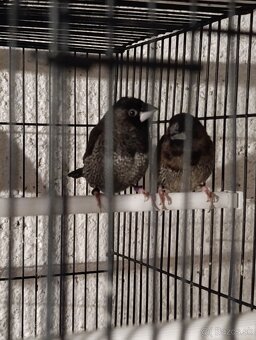 Zebricka vystavna - 2