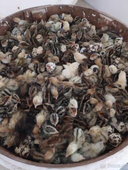 Japonské prepelice - 2