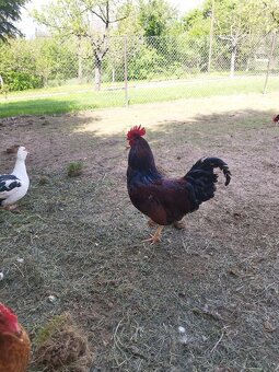 Kohút - Rhode Island Red - 2