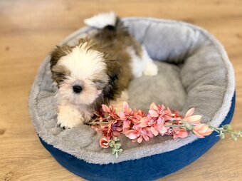 najmilšie Shih-Tzu šteniatka - 2