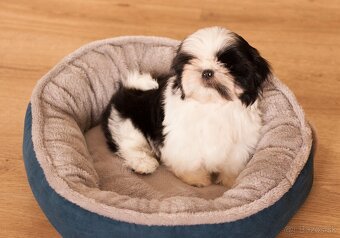 najmilšie Shih-Tzu šteniatka - 2