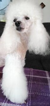 Pudlik pudel - 2