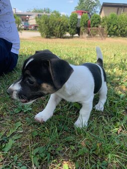 Jack russel - 2