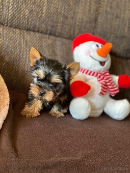 Yorkshirsky terier mini, yorki, york - 2