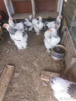Brahmanky - 2