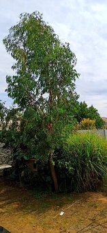 Eucalyptus gunnii - stálezený - 2