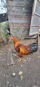 Hempšír Leghorn - 2