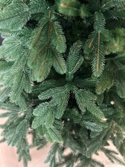 3D Jedľa Sibírska - 2