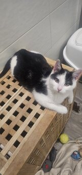 Darujem kocurika 4,5 mesačného - 2