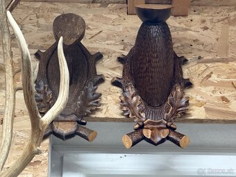 Trofej,parohy,parozie,muflon - 2