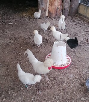 Zdrobnela Holandanka biela - 2