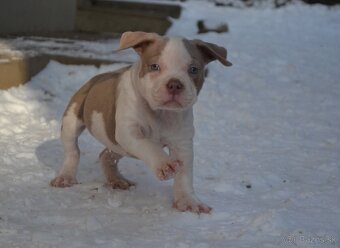 American bully pocket/standard - 2