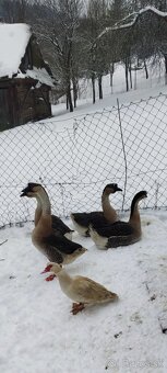 Predám husy labutie - 2