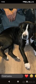 Darujem Staforda - 2