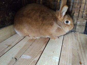 Burgundsky kralik - 2