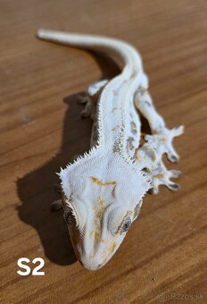 Pagekon riasnatý - 2