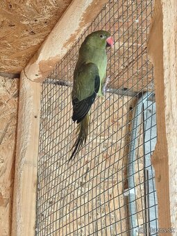 Alexander malý zelená oliva - 2