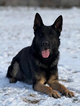 Nemecký ovčiak - 2