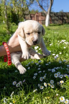 Labrador šteniatka - 2