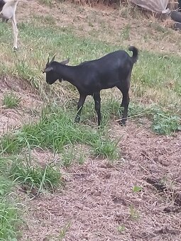 Kozicka 5 mesačná - 2