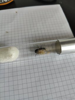 Predám kolóniu mravcov Camponotus herculeanus - 2
