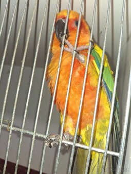 Aratinga slnečná - 2