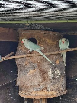 Predam alexander maly - 2