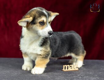 Welsh Corgi Pembroke, psík v trikolórnom sfarbení - 2