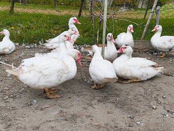 Čínske kačice - 2