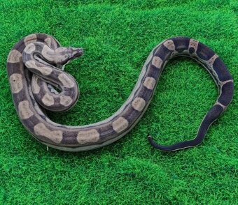 Velhad Kralovský Boa constrictor - 2