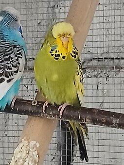 Výstavné Andulky - 2