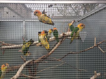 AMAZONIK BIELOBRUCHY - 2