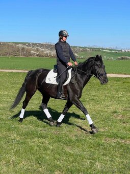 Predám Kladrubákov - 2