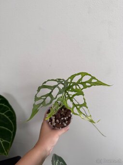Monstera Obliqua Peru - 2