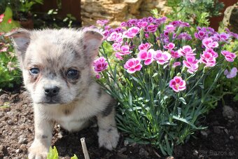 pomeranian x civava - 2